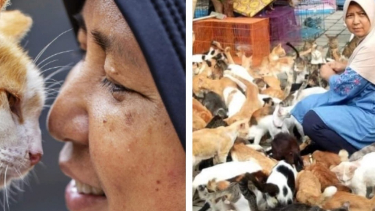Illustration : "Face à la hausse des abandons, une femme transforme sa maison en refuge pour plus de 300 chats"
