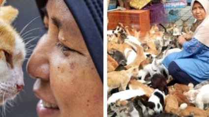 Illustration : Face à la hausse des abandons, une femme transforme sa maison en refuge pour plus de 300 chats