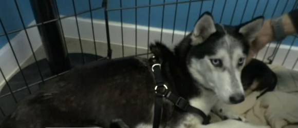 Illustration : "Émue par cette chienne Husky au destin scellé, elle décide de l'adopter pour lui sauver la vie. Elle finit par secourir une portée entière !"