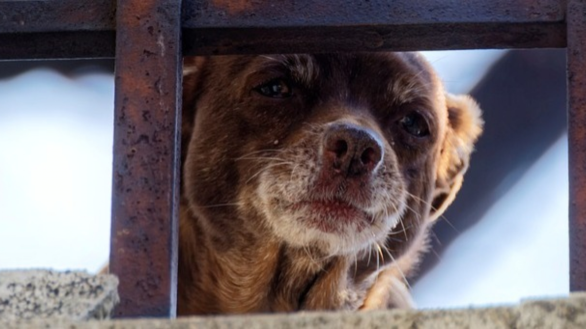 Illustration : "Les policiers interviennent et sauvent un chien muselé et attaché au balcon nuit et jour sans eau ni nourriture"