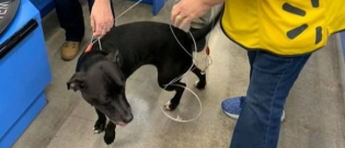 Illustration : "Un chien de sauvetage disparu depuis 3 semaines fait sa réapparition sur le lieu de travail de son propriétaire !"