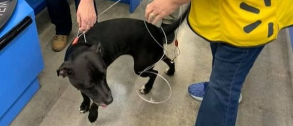 Illustration : "Un chien de sauvetage disparu depuis 3 semaines fait sa réapparition sur le lieu de travail de son propriétaire !"