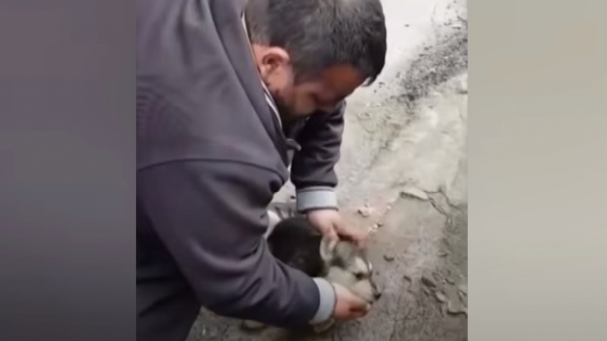 Illustration : "Un homme fait un massage cardiaque héroïque à un chiot Husky errant en train de s'étouffer avec un morceau de saucisse (vidéo)"