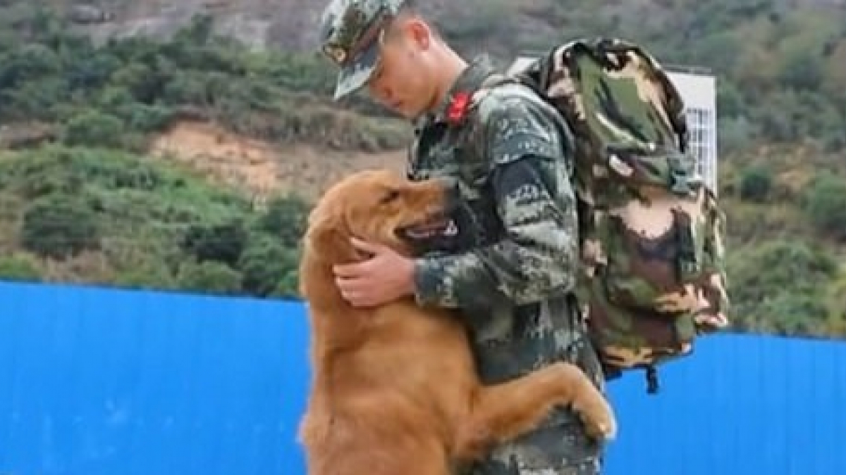 Illustration : "Un chien militaire refuse de voir partir son éducateur à la retraite après 2 ans de vie commune (vidéo)"