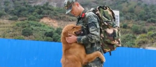 Illustration : "Un chien militaire refuse de voir partir son éducateur à la retraite après 2 ans de vie commune (vidéo)"