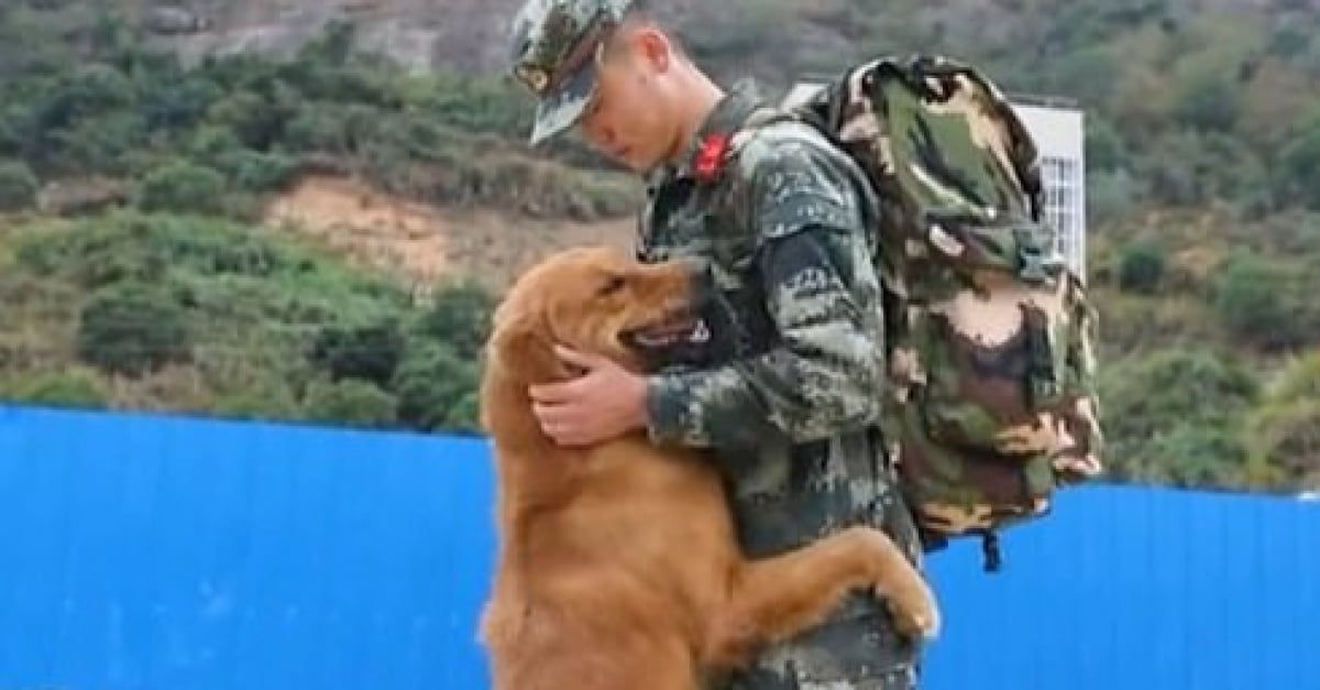 Un chien militaire refuse de voir partir son éducateur à
