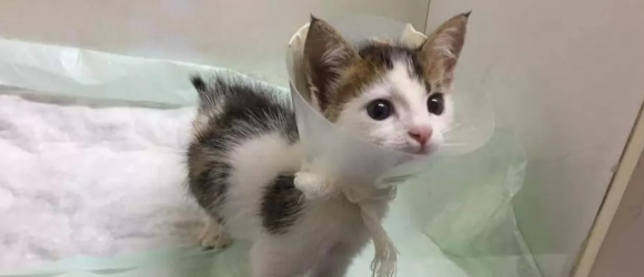 Illustration : "Un chat tricolore unique en son genre surprend par sa bravoure face à l'adversité de son amputation"