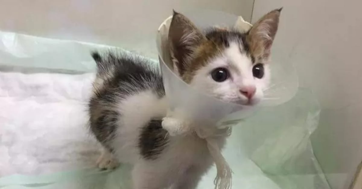 Un Chat Tricolore Unique En Son Genre Surprend Par Sa Bravoure Face A L Adversite De Son Amputation