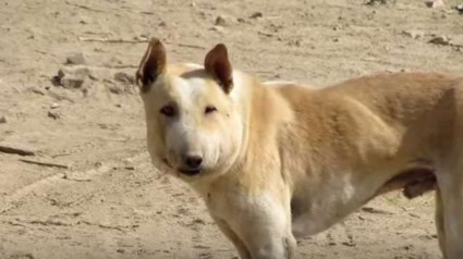 Illustration : Deux vétérinaires inquiets capturent un chien errant au visage difforme pour lui sauver la vie