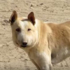 Illustration : Deux vétérinaires inquiets capturent un chien errant au visage difforme pour lui sauver la vie