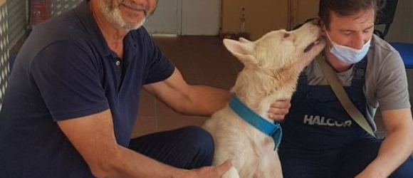 Illustration : "Blessé parce qu'il était errant, ce chien est devenu un véritable symbole en Grèce !"