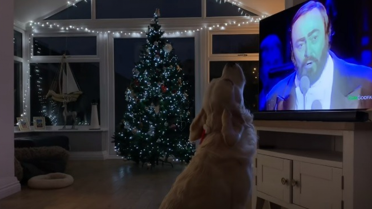 Illustration : "Un chien habité par l'esprit de Noël connaît sur le bout des pattes la chanson