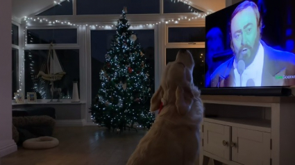 Illustration : Un chien habité par l'esprit de Noël connaît sur le bout des pattes la chanson "White Christmas" (Vidéo)