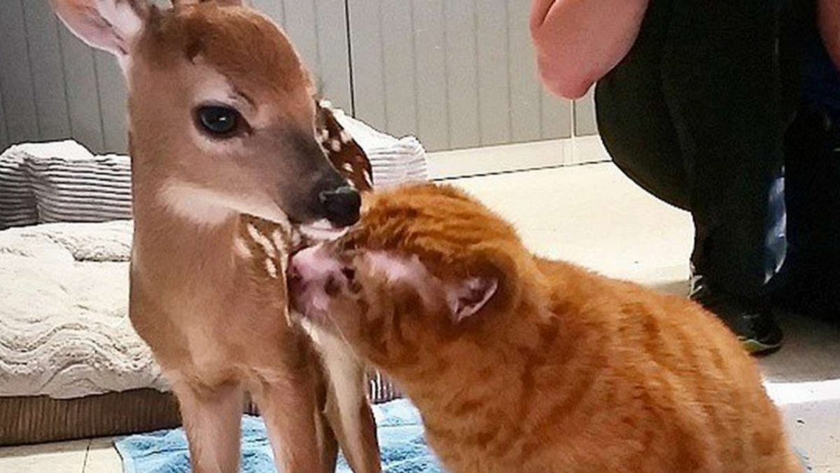 Illustration : "Victime d'un incendie, ce chat reconnaissant remercie ses sauveteurs en leur offrant ses services en tant qu'aide-soignant"