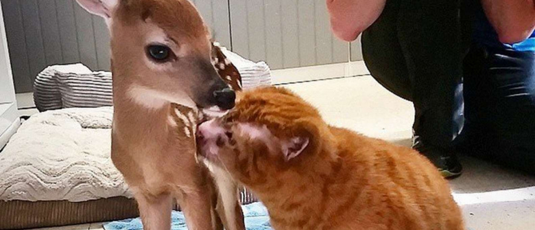 Illustration : "Victime d'un incendie, ce chat reconnaissant remercie ses sauveteurs en leur offrant ses services en tant qu'aide-soignant"