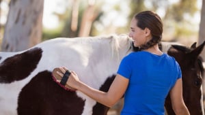 La trousse à pharmacie pour cheval que tout cavalier devrait avoir