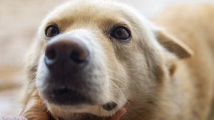 Illustration : "Sauvetage in-extremis d'un chien enfermé dans une machine à laver, une plainte a été déposée "