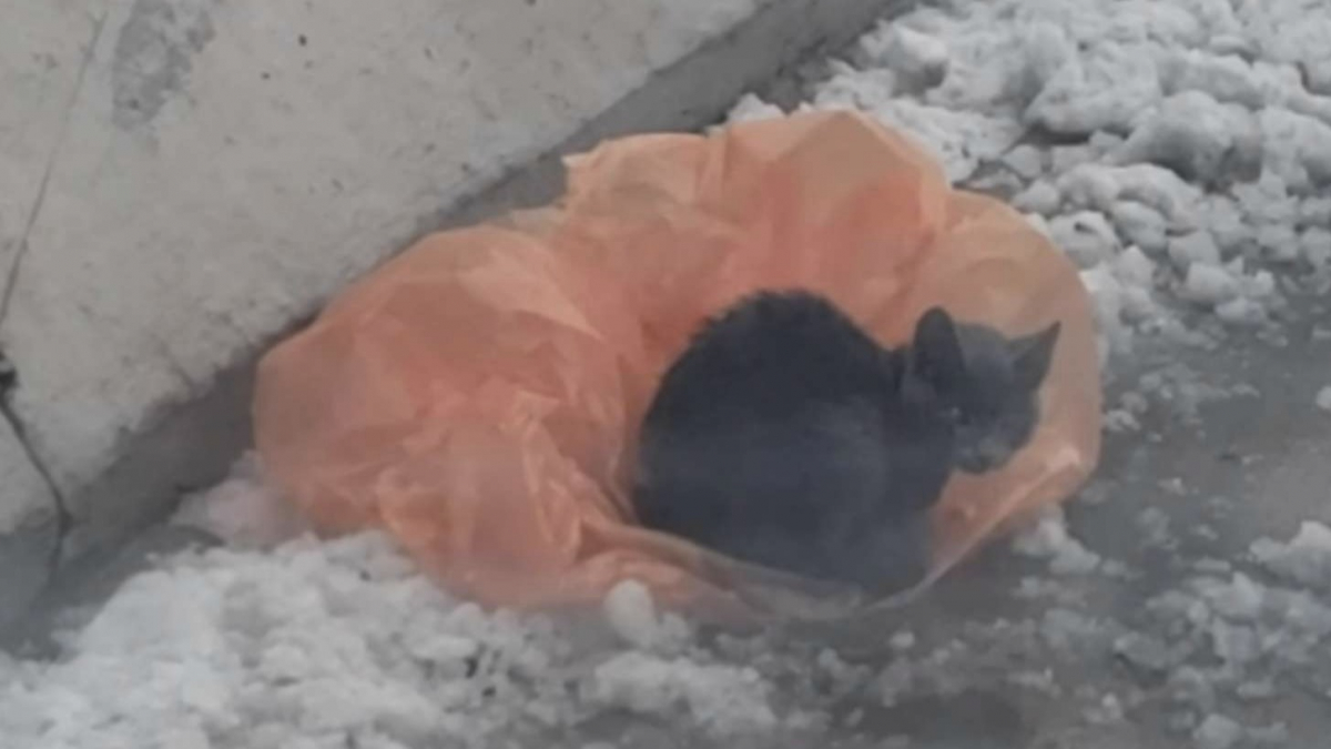 Illustration : "Une jeune femme s'arrête au milieu d'une autoroute pour porter secours à un chaton errant qui avait trouvé refuge dans un sac en plastique (Vidéo)"