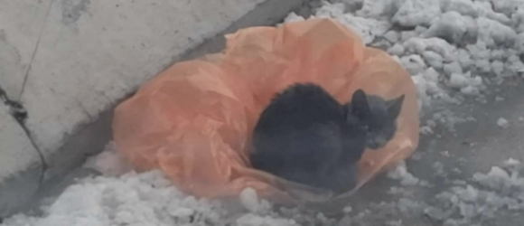 Illustration : "Une jeune femme s'arrête au milieu d'une autoroute pour porter secours à un chaton errant qui avait trouvé refuge dans un sac en plastique (Vidéo)"