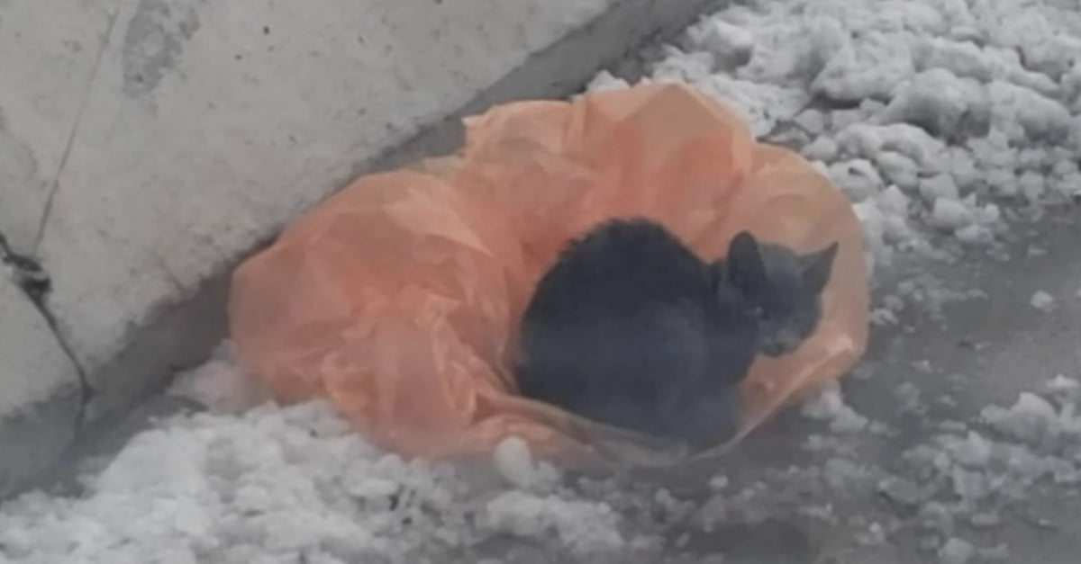 Une Jeune Femme S Arrete Au Milieu D Une Autoroute Pour Porter Secours A Un Chaton Errant Qui Avait Trouve Refuge Dans Un Sac En Plastique Video Une Jeune Femme S Arrete Au Milieu D Une Autoroute Pour Porter Secours A Un Chaton Errant Qui Avait Trouve Refuge Dans Un Sac En Plastique Video