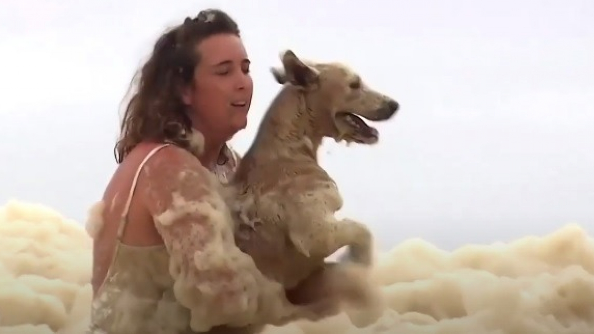 Illustration : "Une passante sauve un chien en direct à la télévision sur une plage envahie par l'écume de mer en Australie"