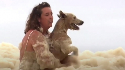 Illustration : Une passante sauve un chien en direct à la télévision sur une plage envahie par l'écume de mer en Australie