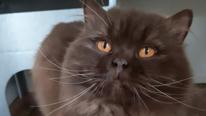 Illustration : "L'apparition mystère d'un chat errant en Angleterre crée la surprise. Identifié à Moscou, il aurait parcouru plus de 3 000 kilomètres seul"