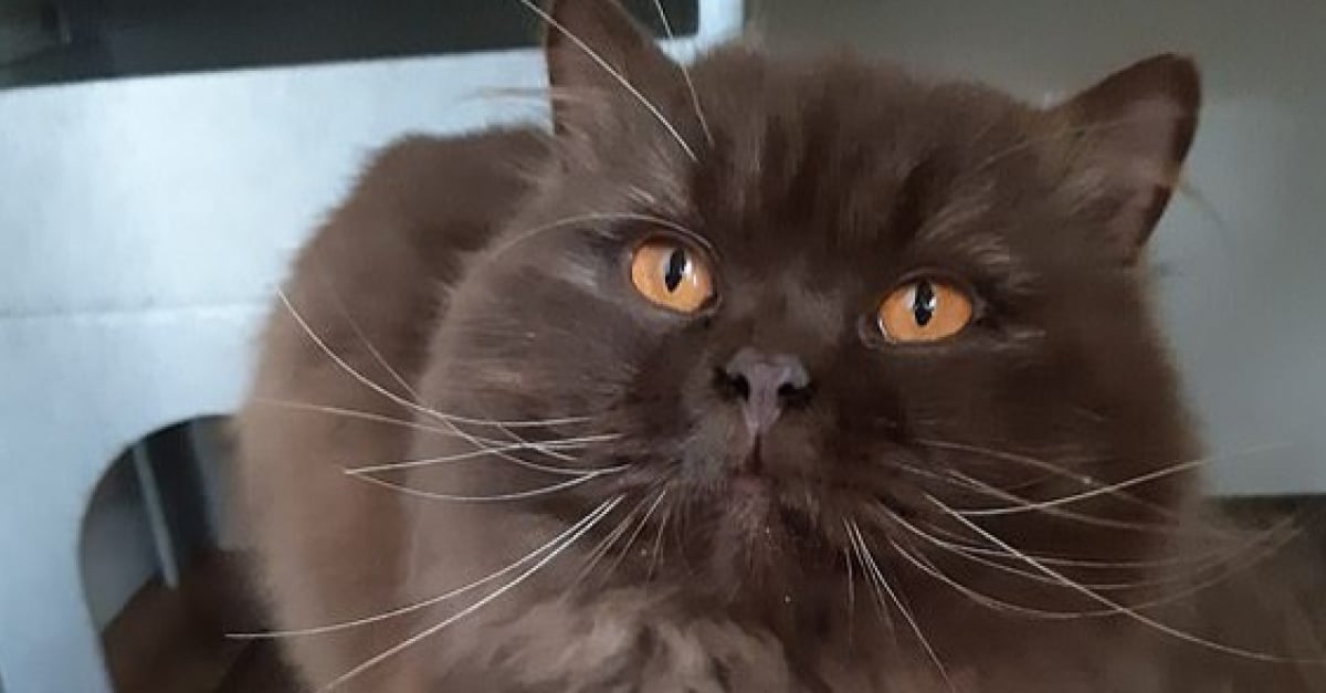 L Apparition Mystere D Un Chat Errant En Angleterre Cree La Surprise Identifie A Moscou Il Aurait Parcouru Plus De 3 000 Kilometres Seul L Apparition Mystere D Un Chat Errant En Angleterre Cree La Surprise Identifie A Moscou Il Aurait Parcouru Plus De 3 000 Kilometres Seul
