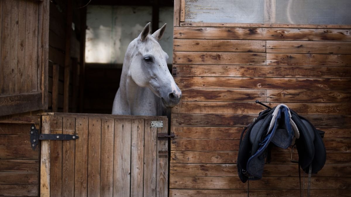 Bien Choisir Sa Tondeuse pour Chevaux