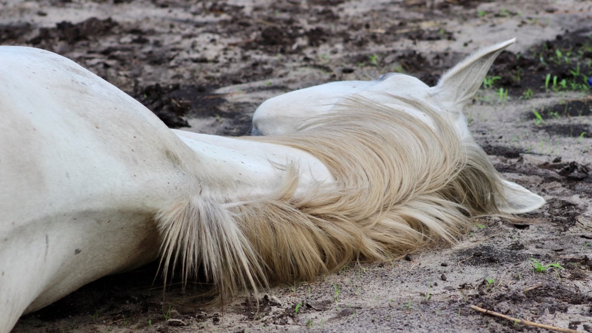 Illustration : "Faire face à la mort de son cheval"