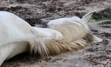 Illustration : "Faire face à la mort de son cheval"