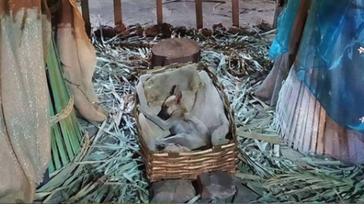 Illustration : "Un chiot errant touché par la magie de Noël trouve une famille aimante en s'endormant dans  la crèche de la ville "