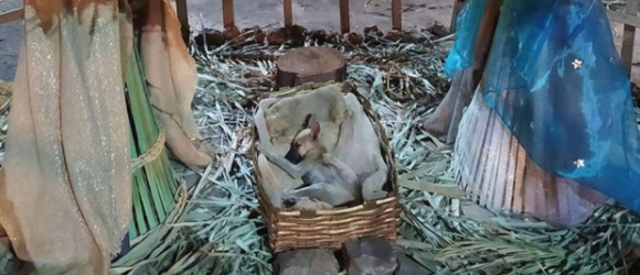 Illustration : "Un chiot errant touché par la magie de Noël trouve une famille aimante en s'endormant dans la crèche de la ville "