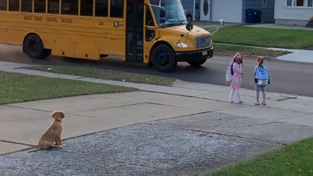 Illustration : "Ce Golden Retriever protecteur s'assure chaque jour que ses jeunes propriétaires ne se blessent pas lorsqu'ils prennent le bus scolaire"