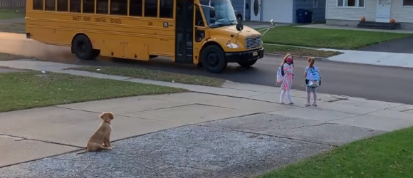 Illustration : "Ce Golden Retriever protecteur s'assure chaque jour que ses jeunes propriétaires ne se blessent pas lorsqu'ils prennent le bus scolaire"