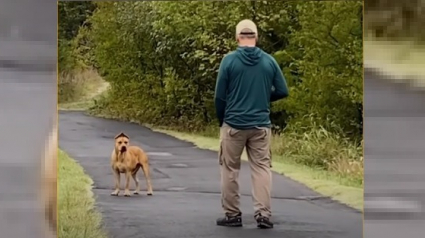 Illustration : Un couple déterminé patiente un an pour gagner la confiance d'un chien errant et lui offrir un foyer aimant