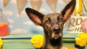 Illustration : 17 chiens aux oreilles démesurées prêts à vous écouter pendant des heures leur dire combien ils sont craquants