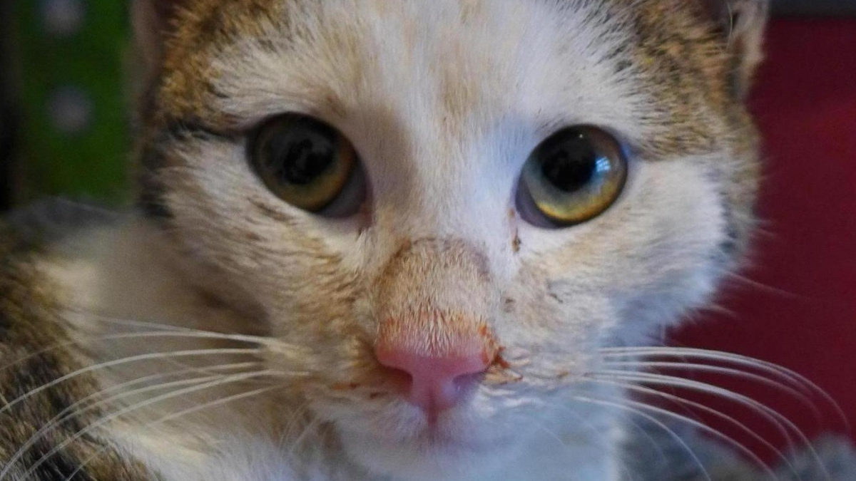 Illustration : "Un chat gelé dans un tuyau survit miraculeusement grâce à la réaction rapide d'un passant "