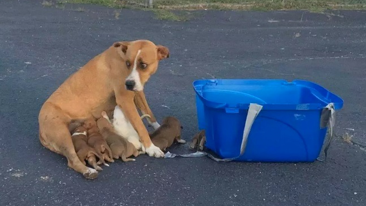 Illustration : "Une équipe de bénévoles sauve une chienne et sa portée abandonnées dans une boite en plastique sur le parking d'une église"