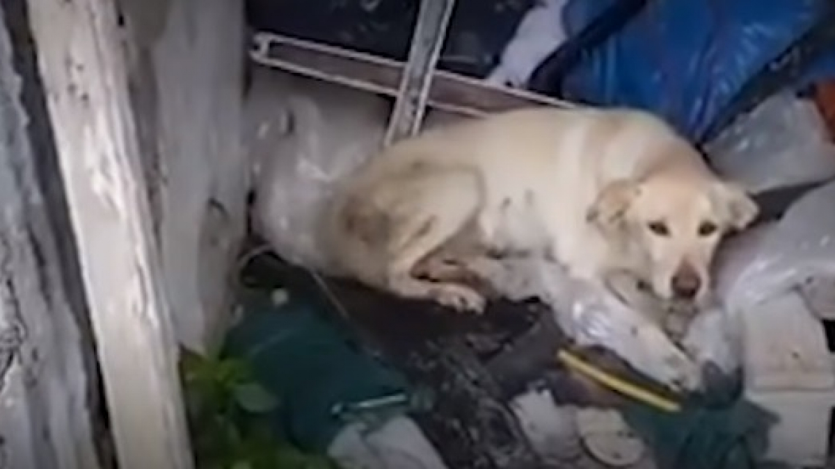 Illustration : "Un homme sauve une Labrador qui avait trouvé refuge dans un hangar inutilisé et vivait sur une pile d'ordures"