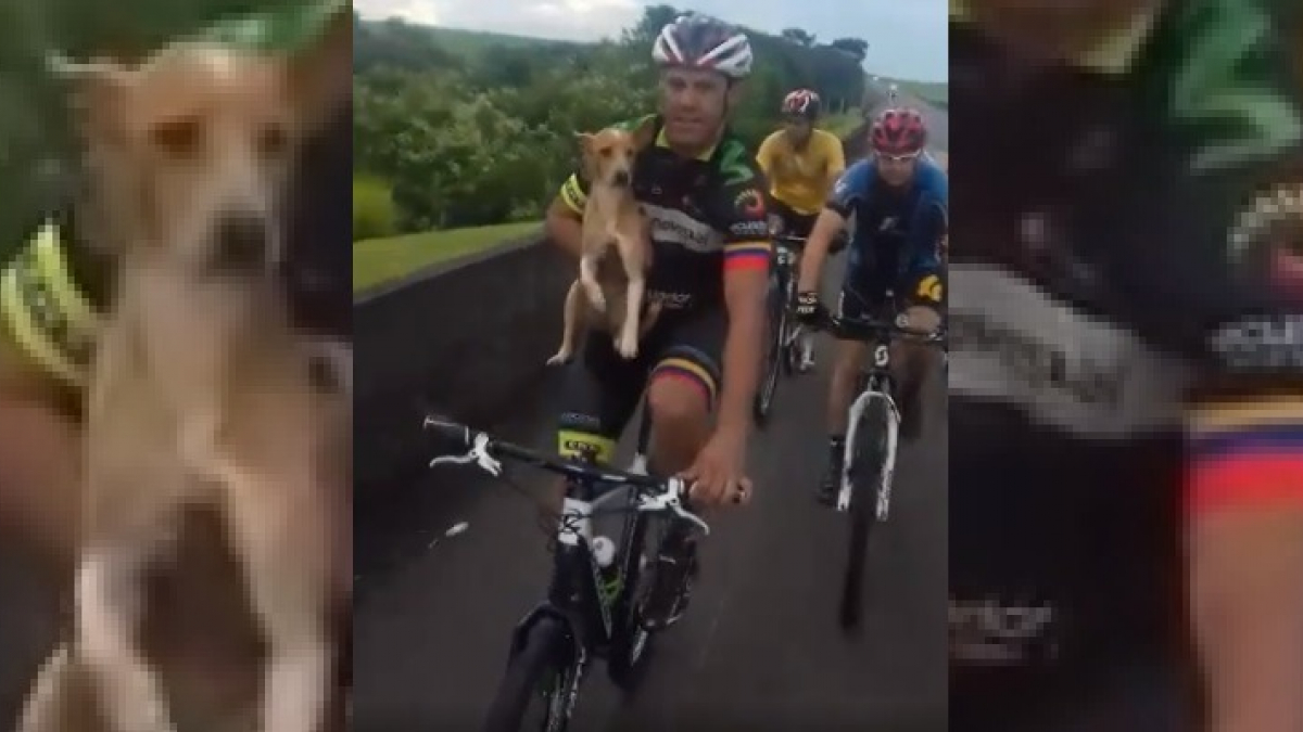 Illustration : "Un cycliste parvient a sauver un chiot errant sur le bord de la route en le prenant sur son vélo"