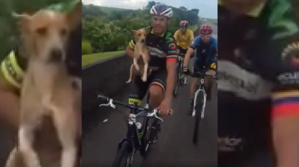 Illustration : Un cycliste parvient a sauver un chiot errant sur le bord de la route en le prenant sur son vélo