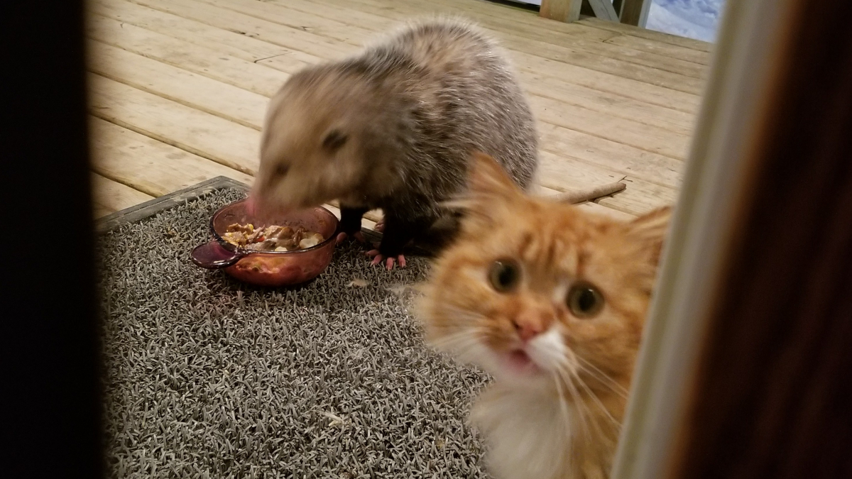 Illustration : "L'adorable réaction de ce chat quand il aperçoit, impuissant, qu'un opossum lui vole son repas"