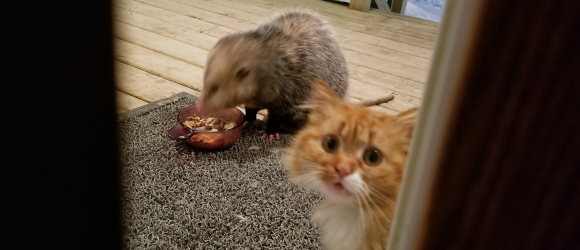 Illustration : "L'adorable réaction de ce chat quand il aperçoit, impuissant, qu'un opossum lui vole son repas"
