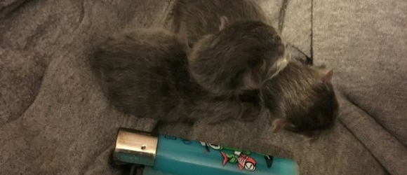 Illustration : "Une ancienne chatte errante accouche de la plus petite portée de chatons au monde. À la naissance, ils pesaient 25 grammes !"