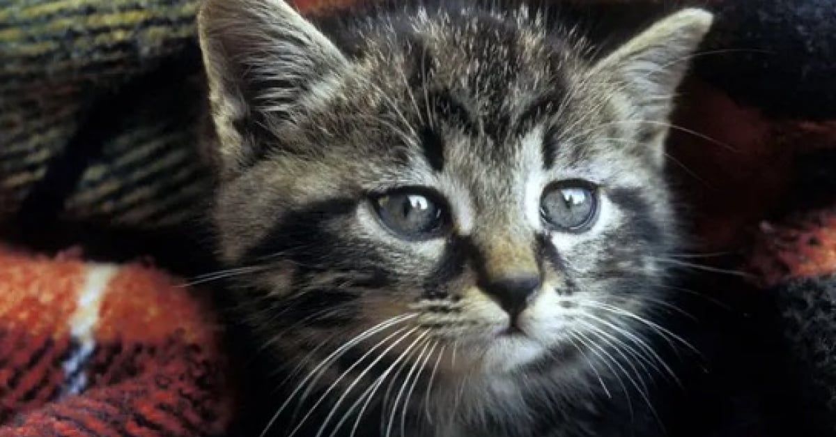 15 Chats Qui Savent Exactement Comment Vous Faire Comprendre Que Vous Les Avez Decus 15 Chats Qui Savent Exactement Comment Vous Faire Comprendre Que Vous Les Avez Decus