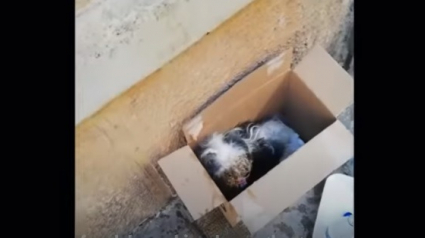 Illustration : Un passant découvre un chiot abandonné dans une boîte en carton en pleine rue, sa réaction face à lui est émouvante