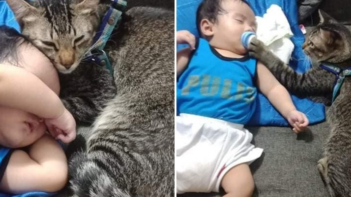 Illustration : "L'adorable réaction de ce chat baby-sitter qui sait parfaitement comment endormir son petit frère"
