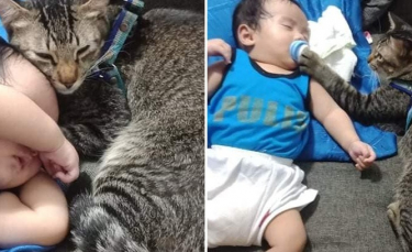 Illustration : "L'adorable réaction de ce chat baby-sitter qui sait parfaitement comment endormir son petit frère"