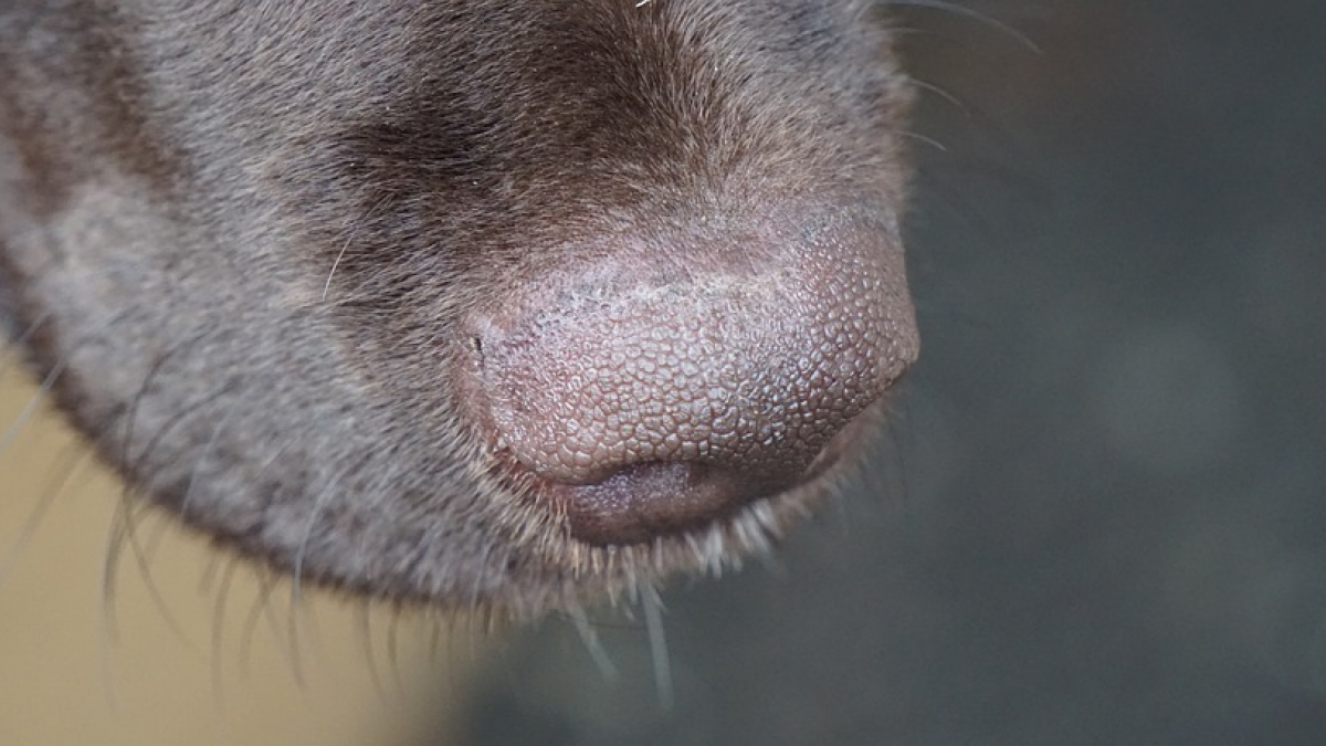 Illustration : "Des chiens pour détecter la Covid-19 dans les EHPAD ? L'association HANDI'CHIENS devient partenaire du projet Nosaïs initié par le professeur Grandjean"